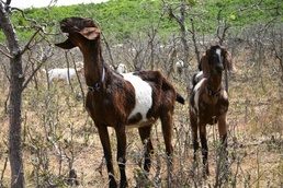 Utah Guard enlists the help of a few, good goats
