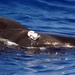 The Woods Hole Oceanographic Institution
