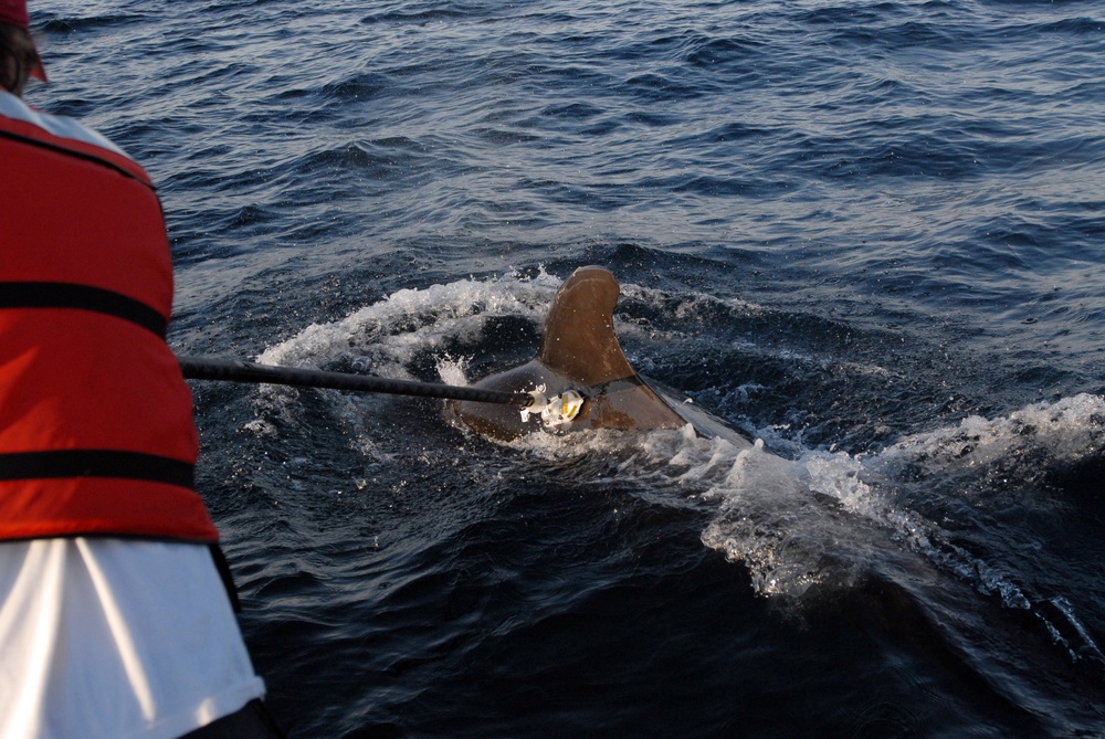 The Woods Hole Oceanographic Institution