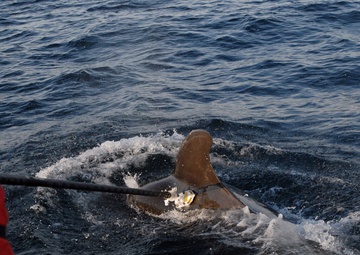 The Woods Hole Oceanographic Institution
