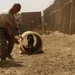 Joint K-9 Training
