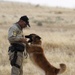 K9 Training