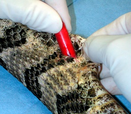Snakes on the Navy Terrain