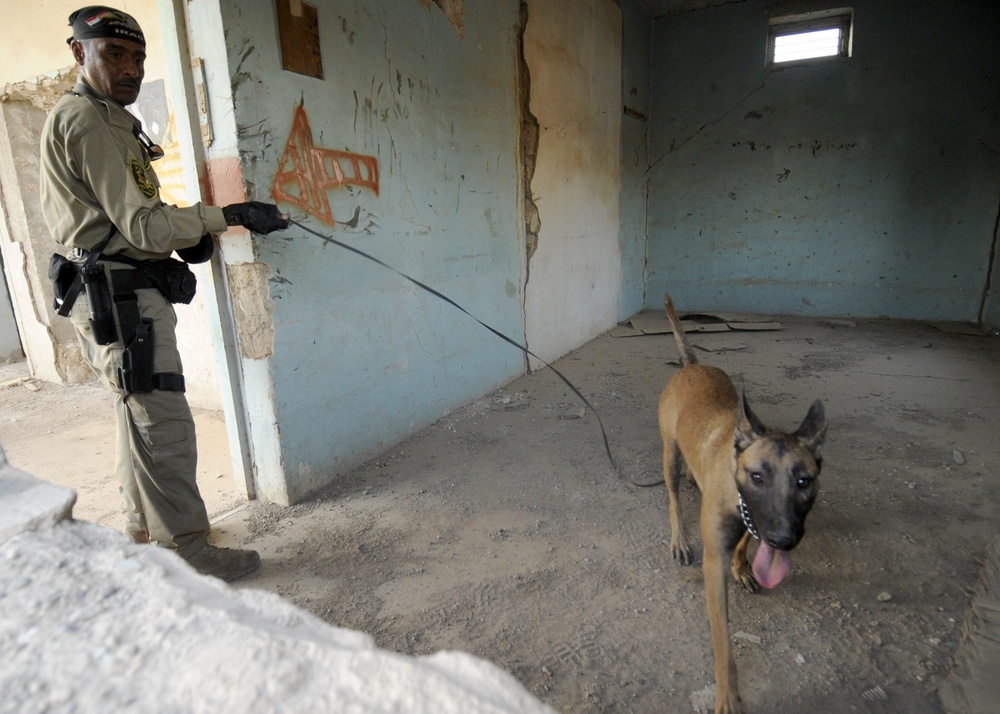 Iraqi dog handlers patrol Mosul