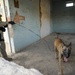 Iraqi dog handlers patrol Mosul