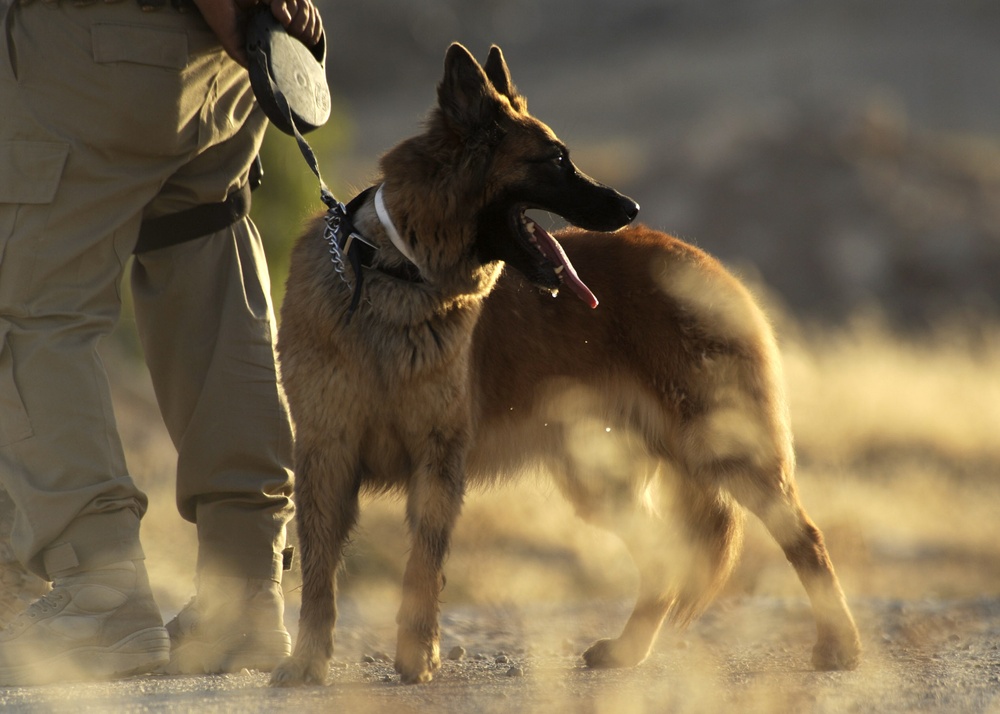 Iraqi dog handlers patrol Mosul