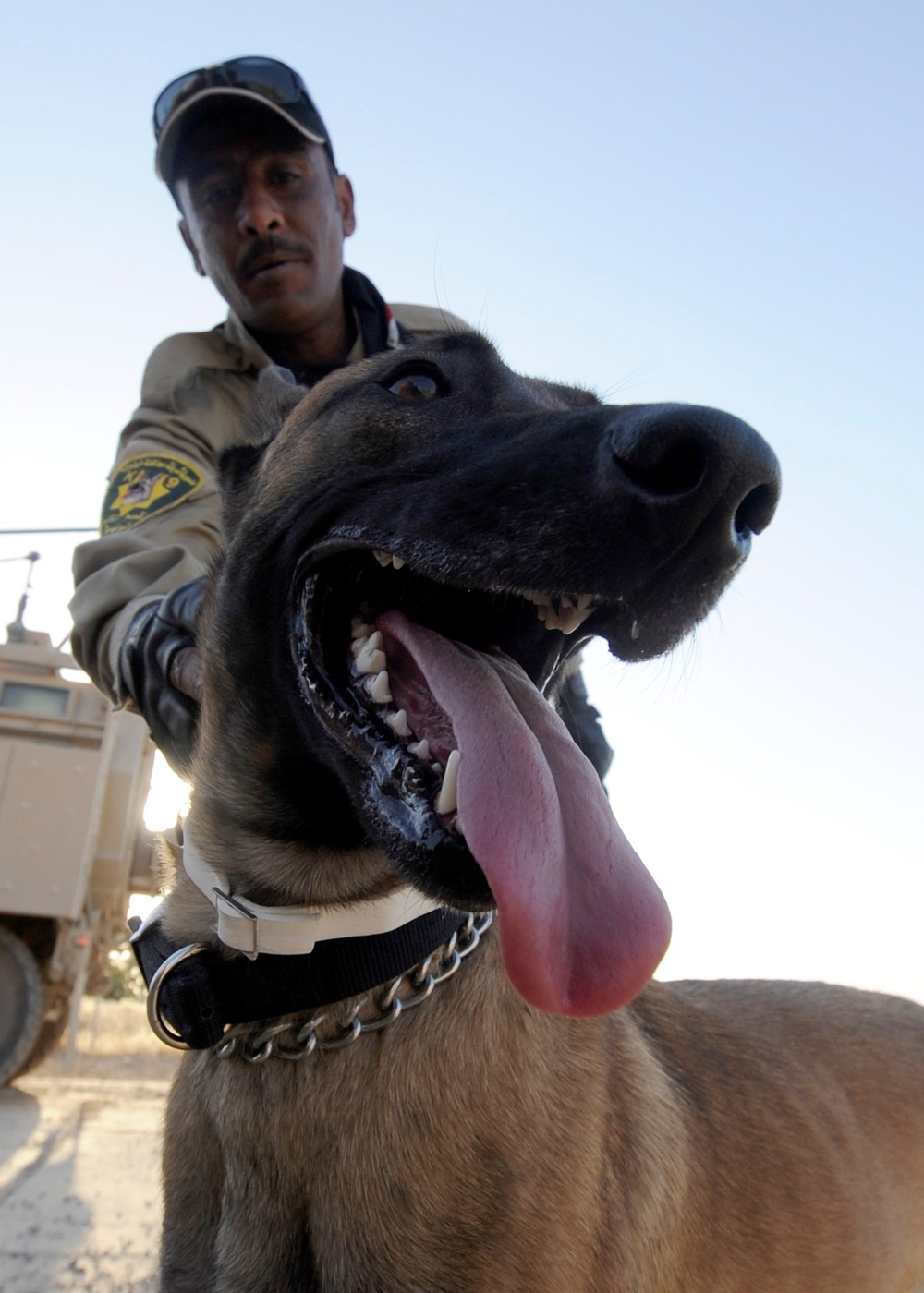 Iraqi dog handlers patrol Mosul