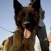 U.S. provides bomb dogs, training to Iraqi police