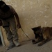 U.S. provides bomb dogs, training to Iraqi police