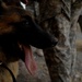 U.S. provides bomb dogs, training to Iraqi police