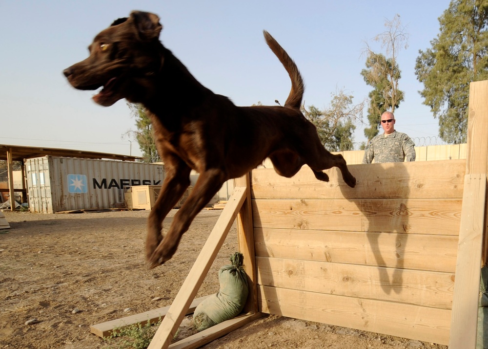 Diamondback Dogs