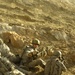Infantry Soldiers conduct air assault in Kandahar province,