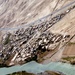 10th Mountain aviation transports troops