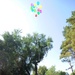 Let Your Dreams Fly