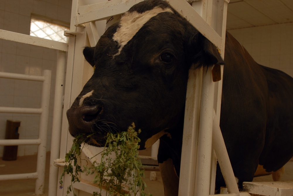 U.S. partnership aids Iraqi dairy farmers