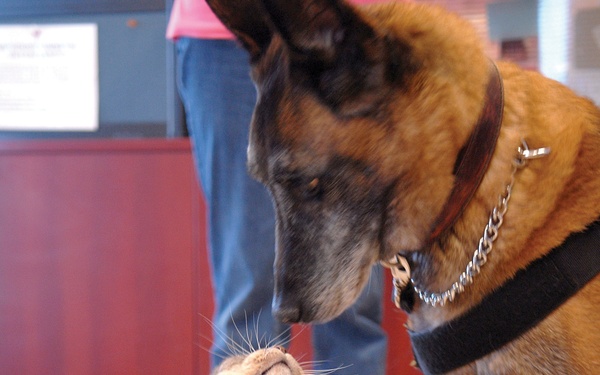 Clinic Cat on Orders to Luke