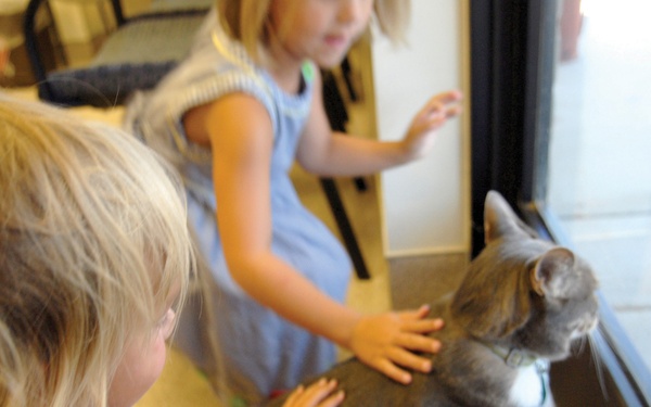 Clinic Cat on Orders to Luke