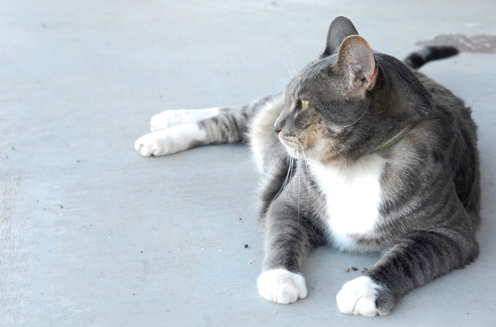 Clinic Cat on Orders to Luke