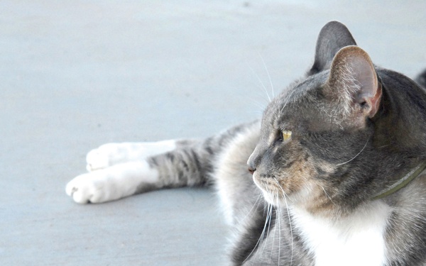 Clinic Cat on Orders to Luke