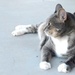 Clinic Cat on Orders to Luke