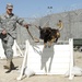 Military Working Dog training