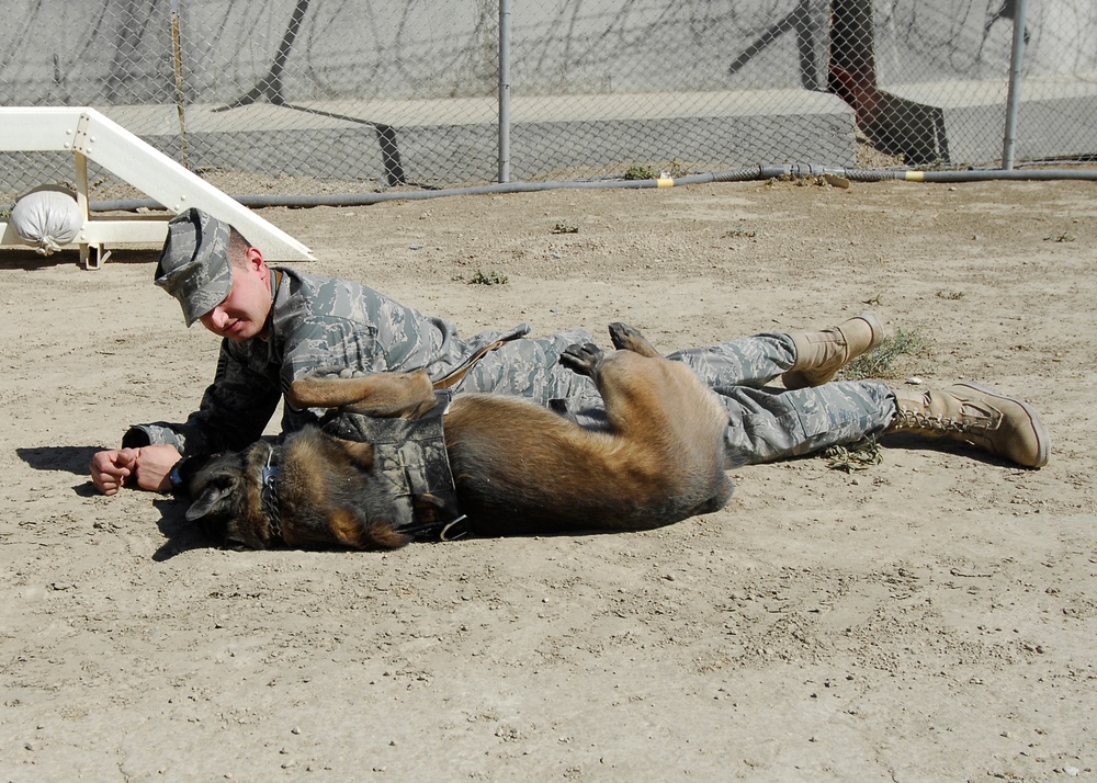 Military Working Dog training