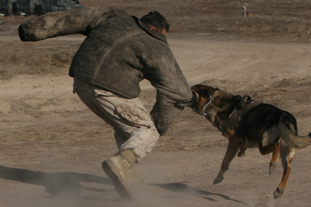 Working Dogs Keep Marines Safe