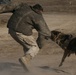Working Dogs Keep Marines Safe