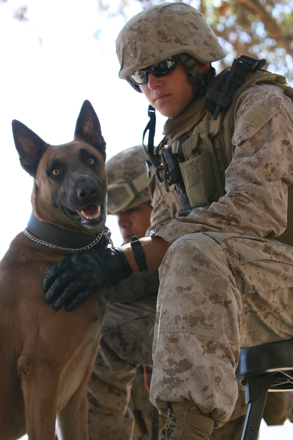 Working Dogs Keep Marines Safe