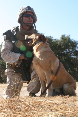 Working Dogs Keep Marines Safe