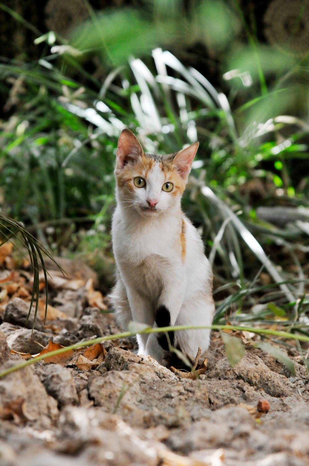 Operation Iraqi Freedom