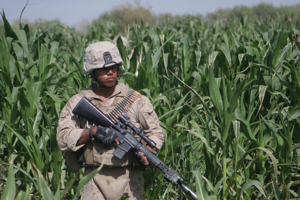 thick and muddy corn field