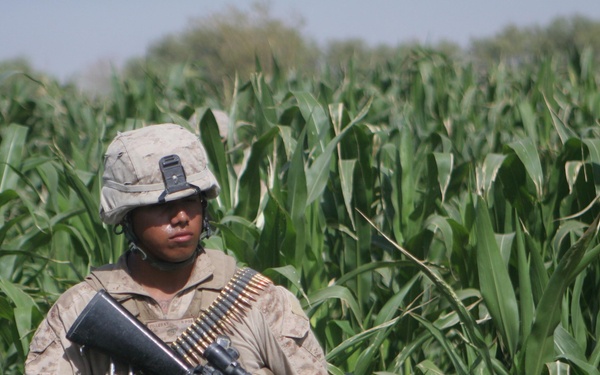 thick and muddy corn field