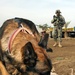 Team Chukky Detects Terrorism in Iraq