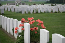 Little Red Flowers and Remembering Veterans
