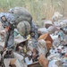 Cache search