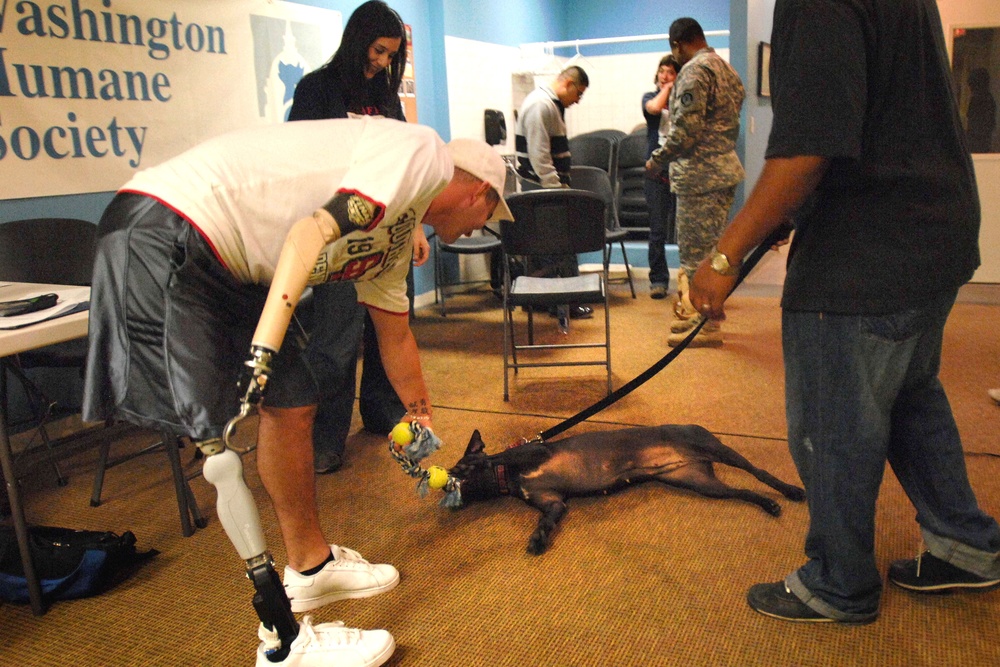 Homeless Dogs Help Healing Troops