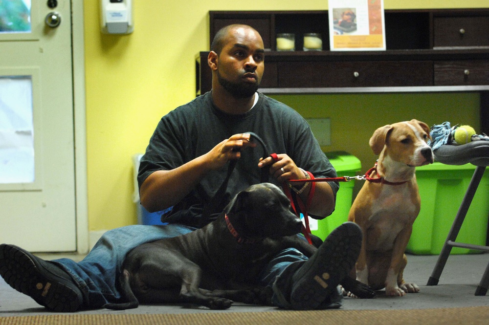 Homeless Dogs Help Healing Troops
