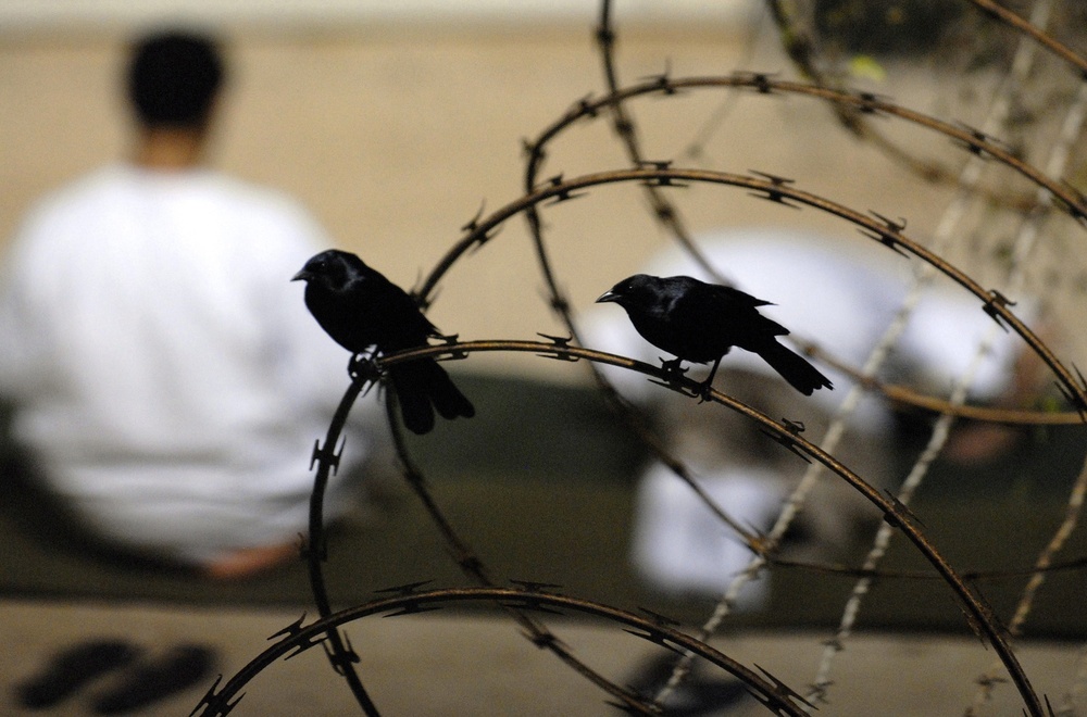 Birds on the Wire at JTF Guantanamo During Detainee's Morning Prayer