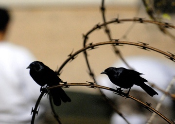 Birds on the Wire at JTF Guantanamo During Detainee's Morning Prayer