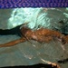 Swim training