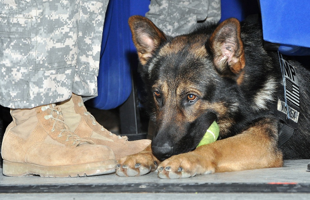 Q-West military dog fetches NCO Corps induction