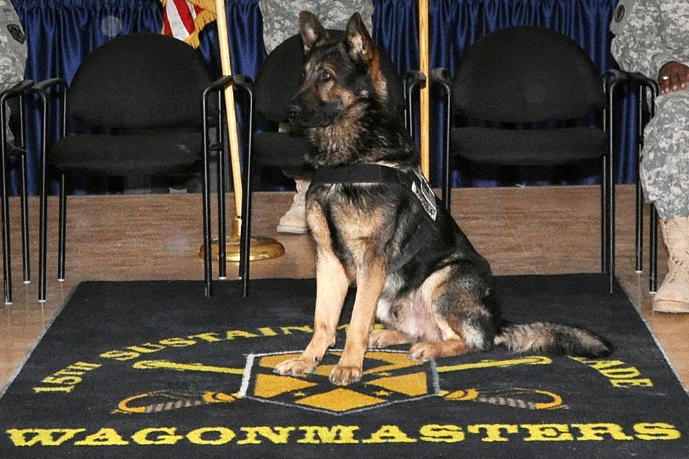 Q-West military dog fetches NCO Corps induction