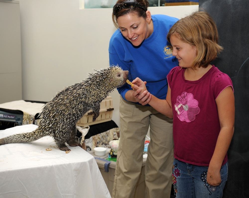 Feeding a porcupine