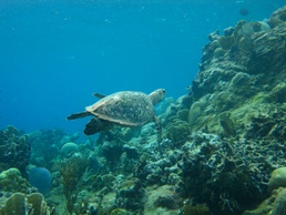 Coexisting With Sea Turtles