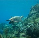 Coexisting With Sea Turtles