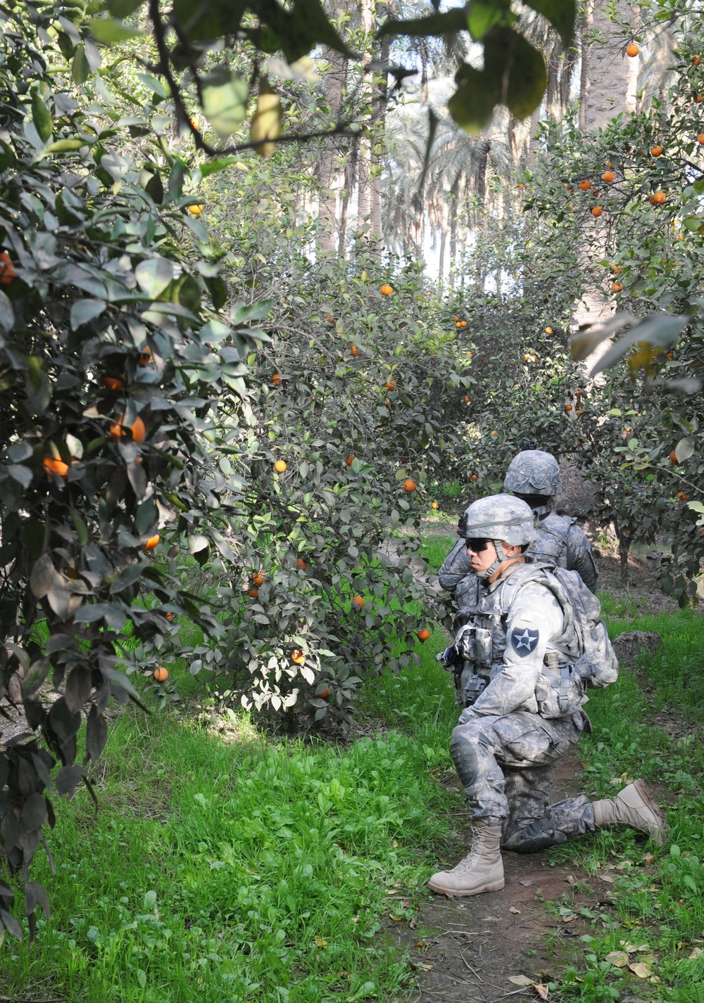 Palm Groves Provide Cooperative Clearing