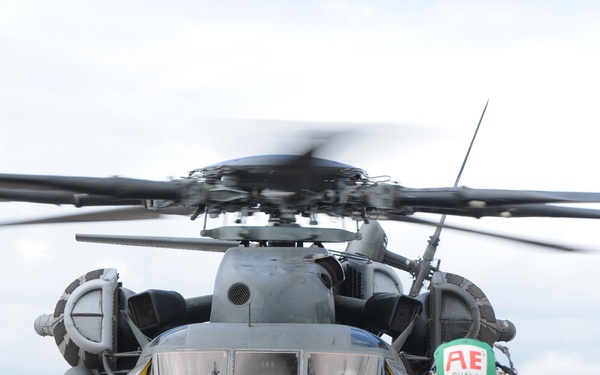 Sea Dragons Do Exist