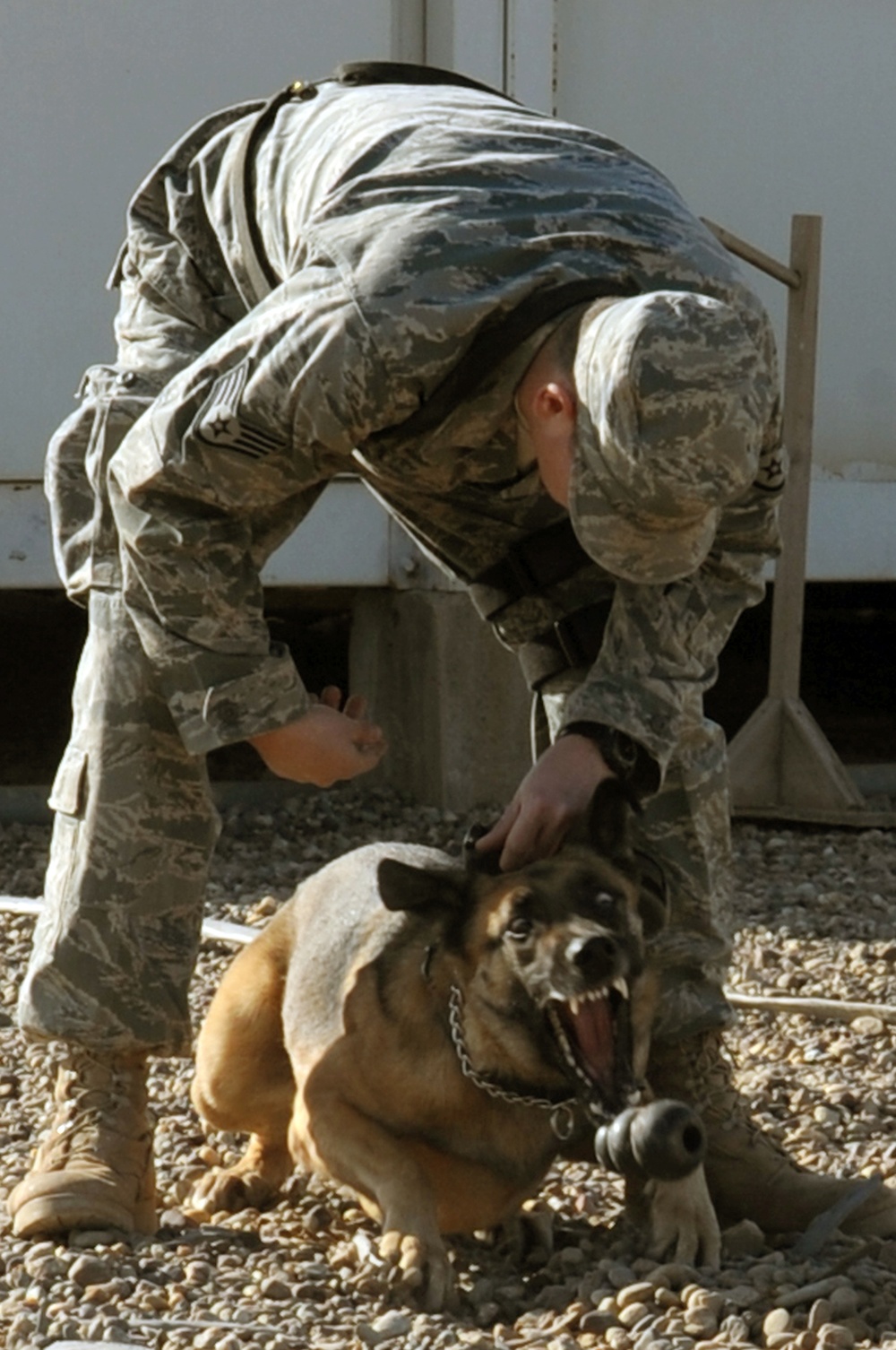 Military Working Dogs Search and Recover