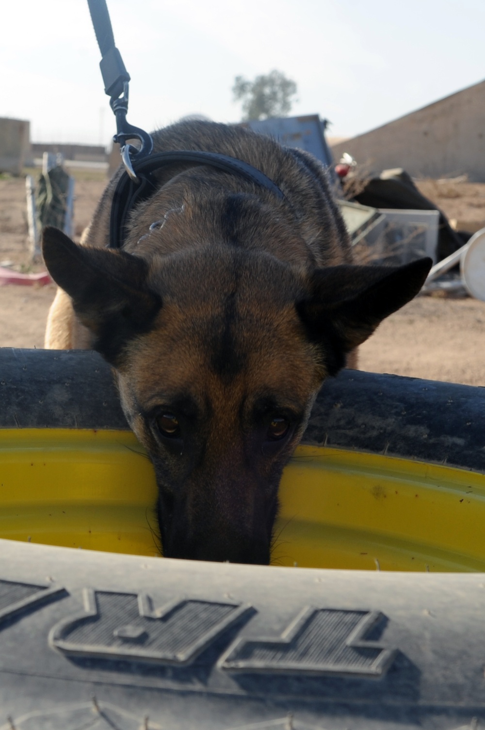 Military Working Dogs Search and Recover